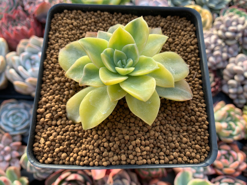 Graptoveria 'Harry Watson' Variegated 2"-3" Succulent Plant