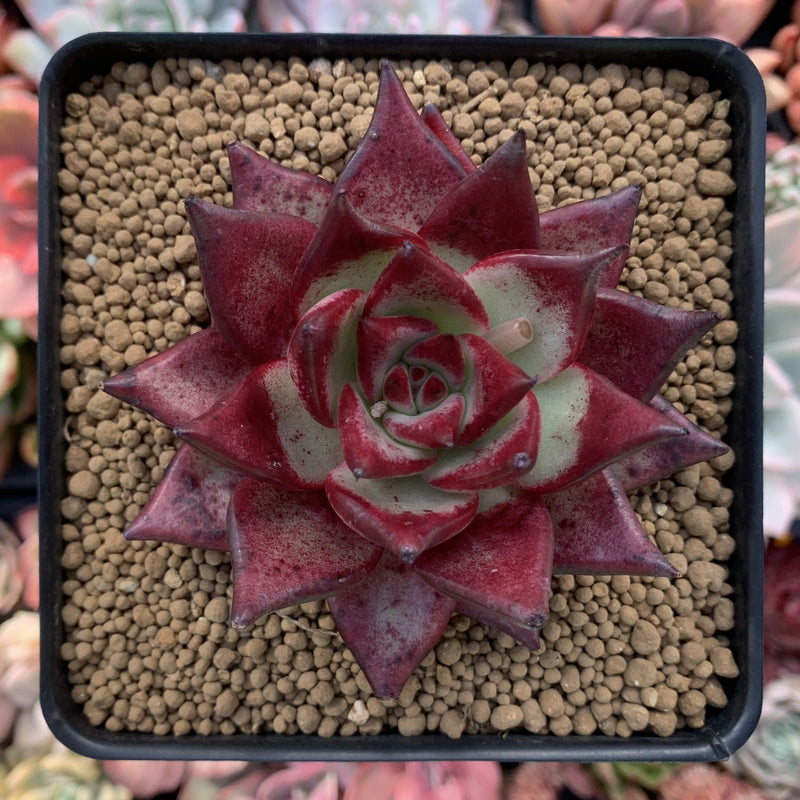 Echeveria Agavoides 'Red Ebony' 3" Succulent Plant