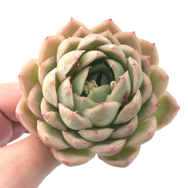 Echeveria 'Twinkle Star' 3” Rare Succulent Plant