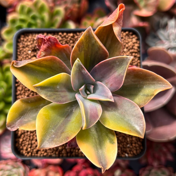 Graptoveria 'Fred Ives' Variegated 2" Succulent Plant