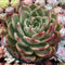 Echeveria Agavoides 'Champaign' 6" Very Large Succulent Plant