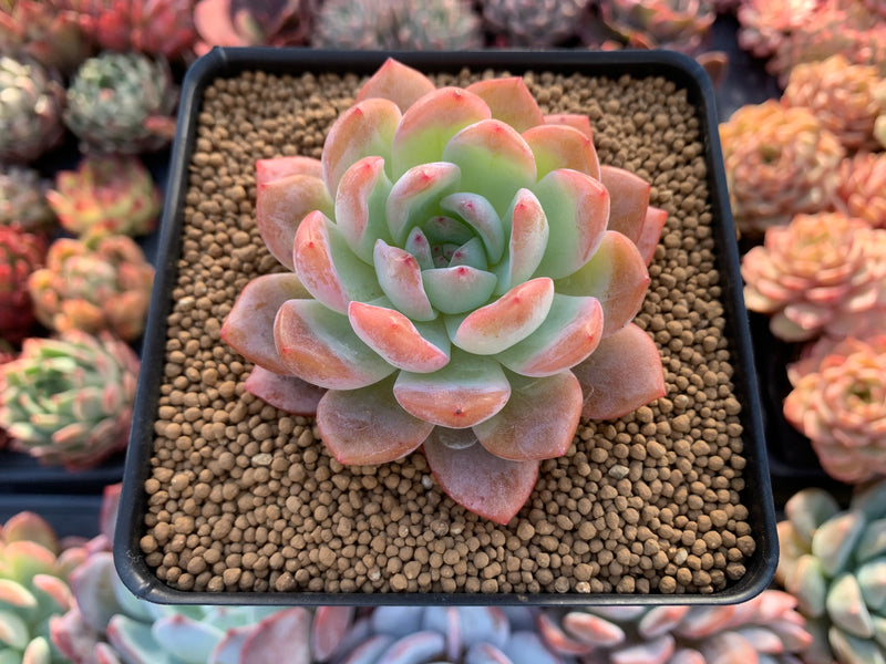 Echeveria 'Starmark' 4" Succulent Plant