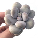 Pachyphytum 'Oviferum' sp. 2 " Large Succulent Plant