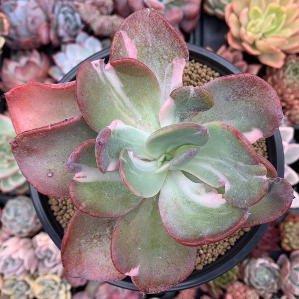 Echeveria 'Beserk' Variegated 5" Succulent Plant