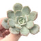 Echeveria 'Ice Purple' 2" Powdery Succulent Plant