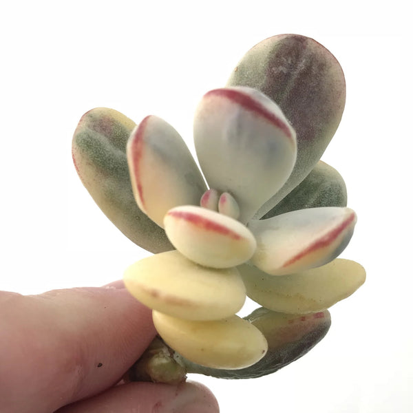 Cotyledon Orbiculata Variegated Cutting Very Rare 2”-3” Succulent Plant