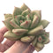 Echeveria Agavoides sp. 3" Succulent Plant