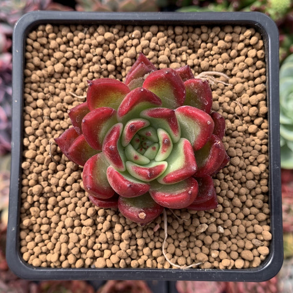 Echeveria Agavoides 'Super Bee' 1"-2" Succulent Plant