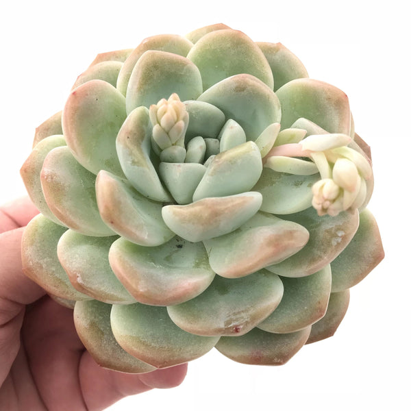 Echeveria Icy Green 4” Rare Succulent Plant