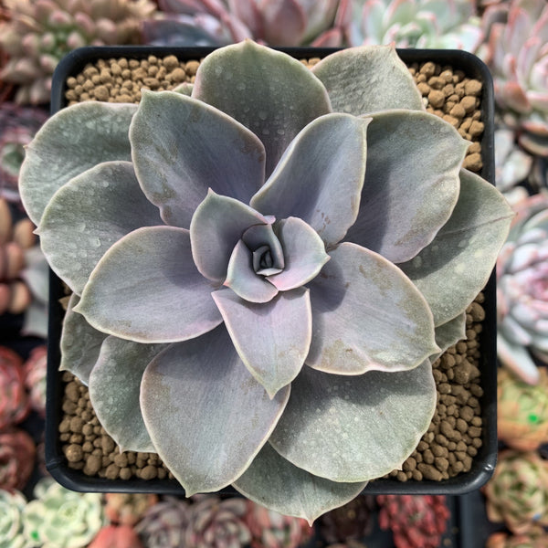 Echeveria 'Perle Von Nurnberg' Light Variegated 3" Succulent Plant