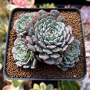 Echeveria 'Tuxpan' Cluster 2"-3" Succulent Plant