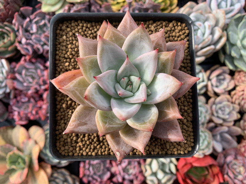 Echeveria 'Giant Purple' 4" Powdery Succulent Plant