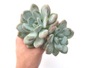 Echeveria 'Pearlberry' Cluster 6" Powdery Succulent Plant