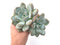 Echeveria 'Pearlberry' Cluster 6" Powdery Succulent Plant