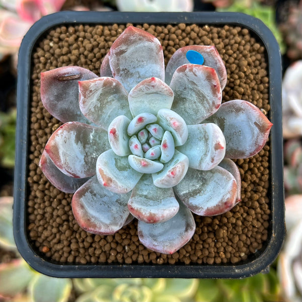 Echeveria 'Trumso' 1"-2" Powdery Succulent Plant