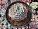 Echeveria 'Mongbeulli' 3"-4" Powdery Succulent Plant