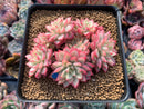 Echeveria 'Mebina' Variegated 4" Cluster Succulent Plant