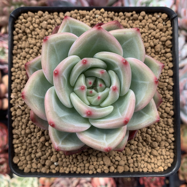 Echeveria Agavoides 'Shallot' 4" Succulent Plant