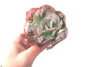 Echeveria Frill sp. 4 Succulent Plant