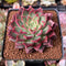 Echeveria 'Ruby Shine' 2"-3" Succulent Plant