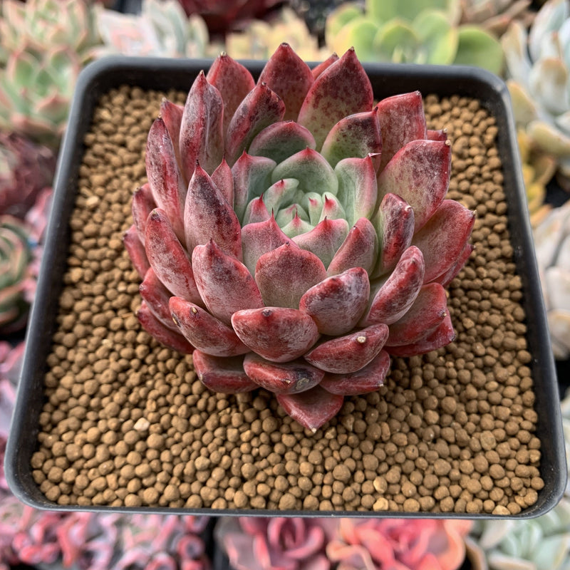 Echeveria 'Cortes' 3" Succulent Plant