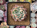 Echeveria 'Star Mark' Bifurcated 2"-3" Succulent Plant