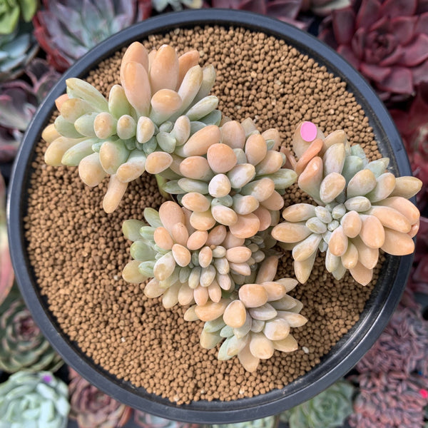 Cremeneria 'Expatriata' (Cremnophila linguifolia x Echeveria amoena ‘Microcalyx’) Crested Cluster 3"-4" Succulent Plant