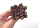 Echeveria 'Mina' 4" Succulent Plant