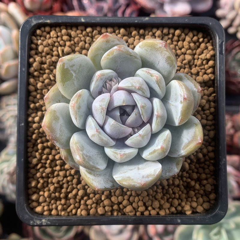 Echeveria 'Snow Bunny' 3" Powdery Succulent Plant