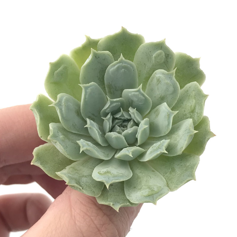 Echeveria 'Hearts Choice' 1" Small Rare Succulent Plant