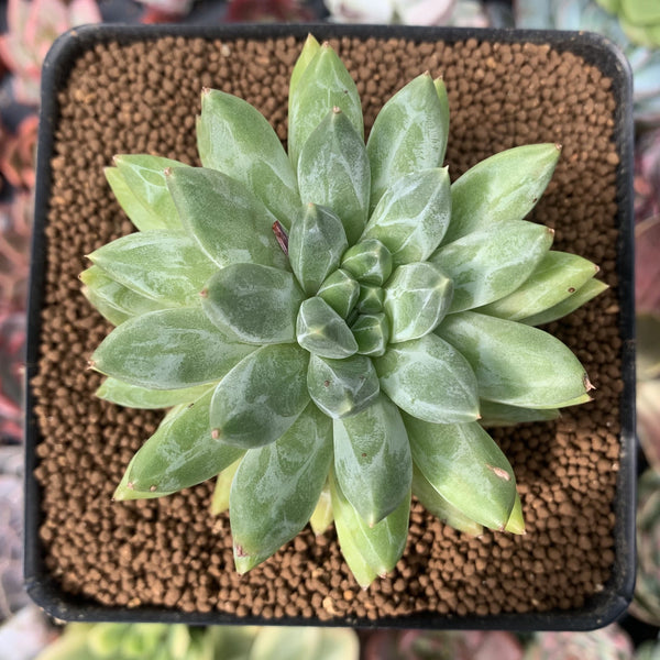 Pachyphytum Compactum 'Glaucum' 2" Succulent Plant