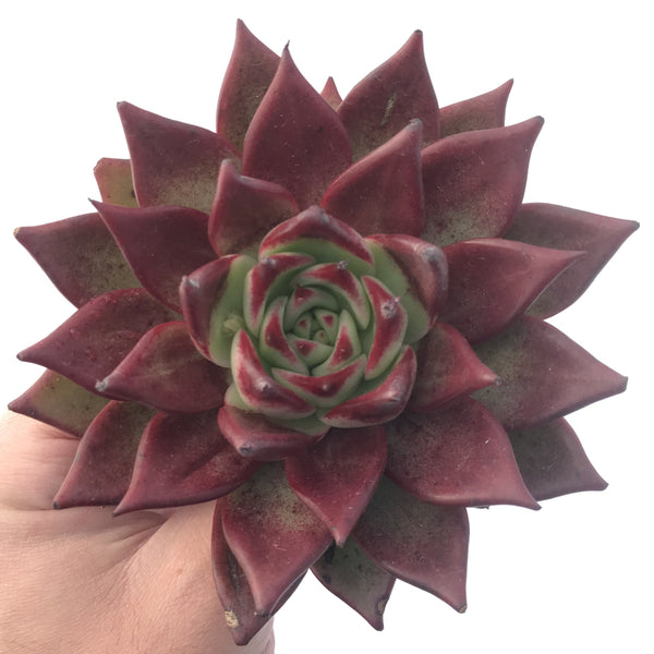 Echeveria Agavoides 'Luming' 5" Succulent Plant