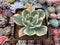 Echeveria 'Secunda' Variegated 3" Succulent Plant