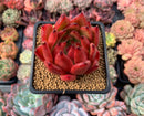 Echeveria Agavoides 'Rosé' 3" Succulent Plant