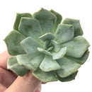 Echeveria 'Milkis' New Hybrid 3" Powdery Succulent Plant