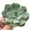 Echeveria 'Milkis' New Hybrid 3" Powdery Succulent Plant