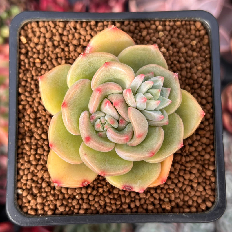 Echeveria sp. 2" Succulent Plant