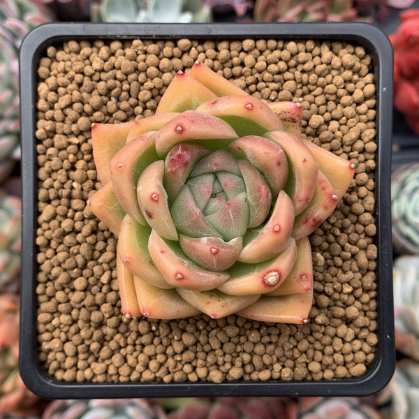 Echeveria Agavoides 'Snow Elian' 2" Succulent Plant