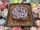 Echeveria 'Momotarou' 1"-2" Succulent Plant