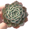 Echeveria 'Redmoon' 5" Succulent Plant