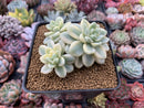 Sedum 'Clavatum' Variegated 4" Cluster Succulent Plant