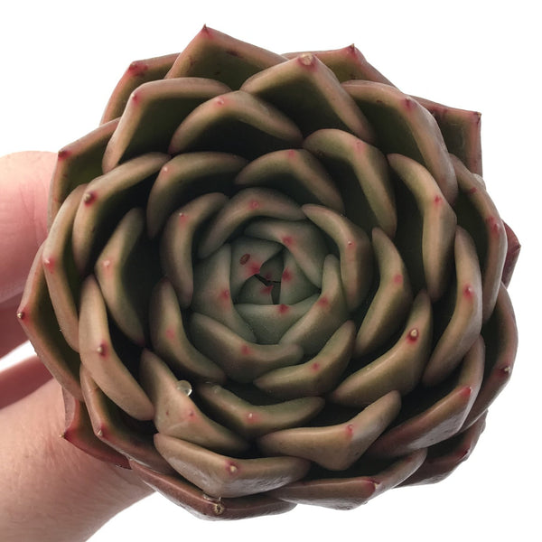 Echeveria Agavoides 'Walshire' 3" Succulent Plant