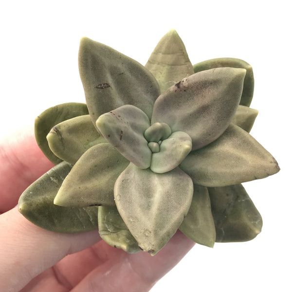 Echeveria 'Xichuensis' 2"-3" Succulent Plant