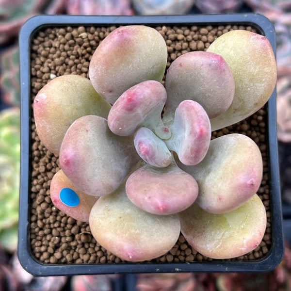 Pachyphytum 'Doctor Cornelius' 2" Succulent Plant