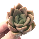 Echeveria Agavoides 'Lydia' 3" Succulent Plant