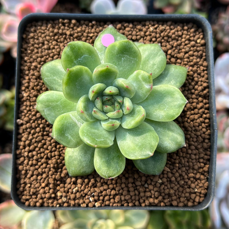 Echeveria sp. Lightly Variegated 1"-2" Succulent Plant