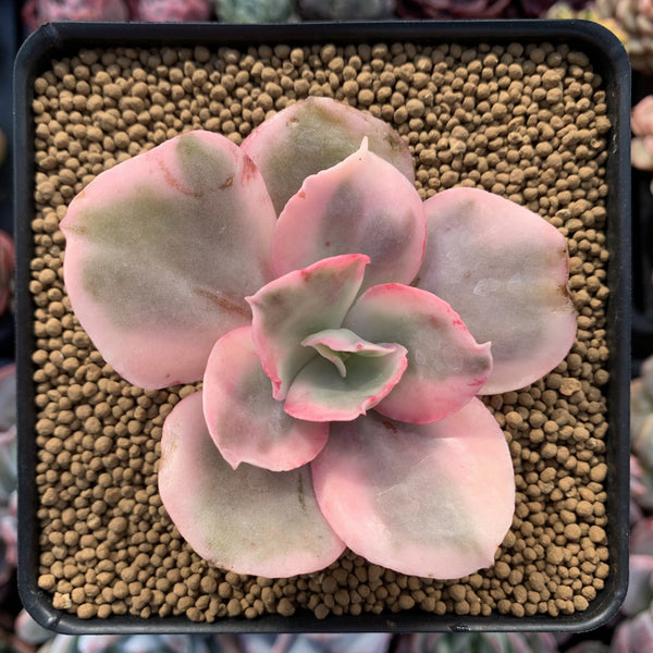 Echeveria 'Suyeon Frill' Variegated 3"-4" Succulent Plant