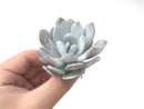 Echeveria 'Laui’ 2” Powdery Succulent Plant