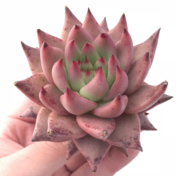 Echeveria Agavoides Sirius Extra Large Specimen 4” Rare Succulent Plant