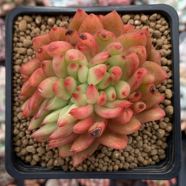 Echeveria Agavoides 'Apple Ebony' Crested 3" Succulent Plant